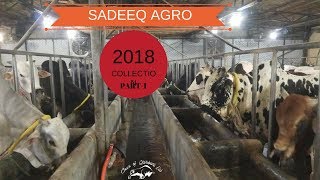 Sadeeq Agro 2018 Collection Camel Branch Part-1 Cows Of Qurbani Eid