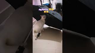 வணடமப ஓடர.