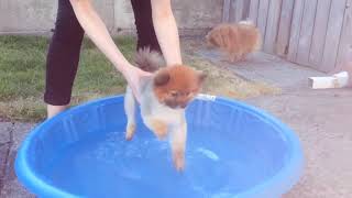 Funny Dogs Playing with Water Funny Dogs Video