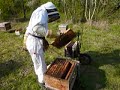 Quand visiter une ruche