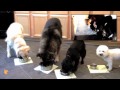 FinetunedCanines