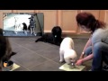 FinetunedCanines