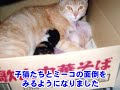 たま駅長の子猫時代－たまが子猫のときのかわいい写真がいっぱい！