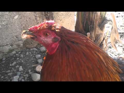 Kawawa Tong Manok Tinamaan Ng Sakit N Virus Kawawa Tong Manok Tinamaan Ng Sakit N Virus