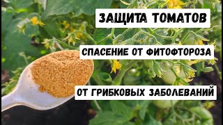 Томаты Вмиг Заплодоносят, Фитофторы Не Будет Никогда!  Подкормите В Июне!