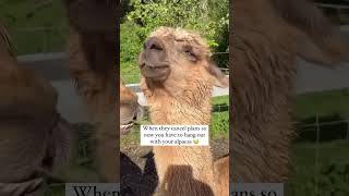 Chilling Out With The Alpacas