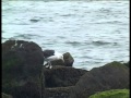 vigila el mar IKIRA BARU