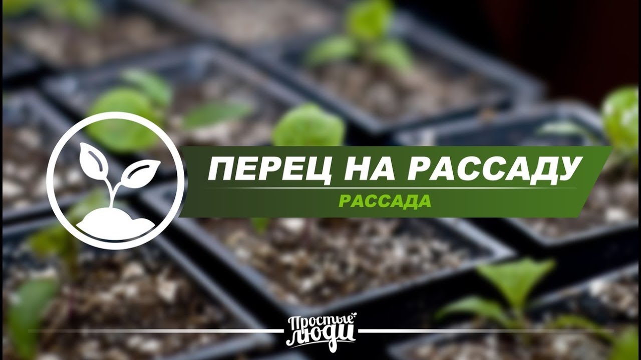 Как прорастить семена перца на рассаду 73