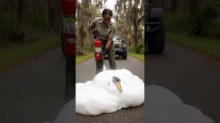 Park Ranger Rescues Shoebill Stork From Deadly Snake