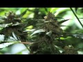 Grow Cannabis –  HID LEP Comparison – by Jorge Cervantes