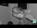 dinosaur