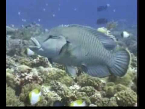 帛琉旅遊簡介（1）