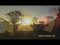 Namibia Erleben Teil 22 K Cherb Ume Scherenschnitte Im Sonnenuntergang images Namibia Erleben Teil 22 K Cherb Ume Scherenschnitte Im Sonnenuntergang