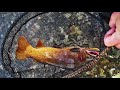 Fly fishing YELLOWSTONE | Idaho & Wyoming