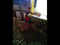 image Sin Lam Ba Tingkat 2 Dua Kalimat Syahadat