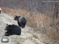 Видео HELP TO SAVE THESE BEAR CUBS