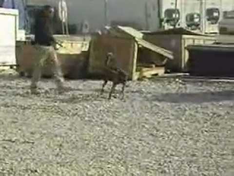 ENTRENAMIENTO EN VEHICULOS EN BASGRAM AFGHANISTAM