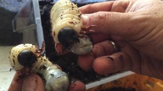 Dynastes Hercules Hercules - Kontrolle Der Larven