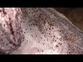 Heavy Bed Bug Infestation in a Single-family Home