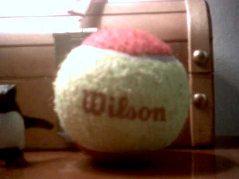 Wilson The Retarted Tennis Ball Comedy Central