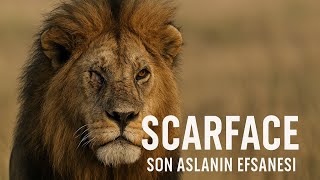 Scarface Son Aslanın Efsanesi