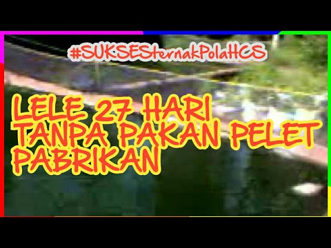 Usaha ternak puyuh ternak ayam horn