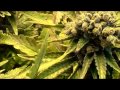 1,000 Watt Royal Purple Kush grow tent @ Harvest