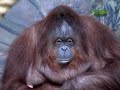 Untamed and Uncut: Orangutan Terrorizes Zoo