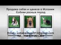 Продажа собак и щенков в Испании