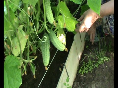 Большой урожай огурцов Большой урожай огурцов