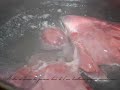 cuisiner les testicules d'agneau