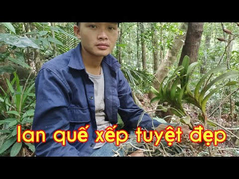 Cận cảnh hái lan thủy tiên
