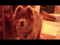 Chow Chow Darshan: I love you, from a dog