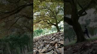 ネイチャー:樹木編