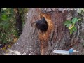 Bear cubs get stuck in tree trunk