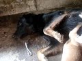 A dog breastfeeding a kitten with her puppies