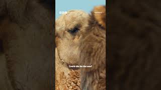 We've All Been There 💔 #Mammals #Iplayer #Davidattenborough #Nature #Camels @Bbcearth