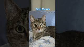 David Meowie The Handsomest, Sweetest Fella Youll Ever Meet