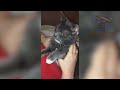LAUGH SO HARD YOU'LL CRY - Funniest CAT VIDEOS compilation