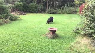 Puli Running 240Fps