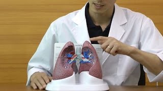 肺疾患モデル：動画
