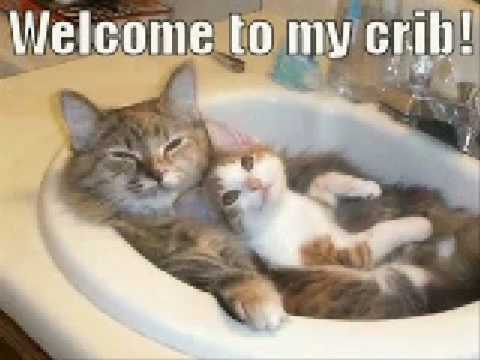 Very Funny Cats 22. Yay it is caturday! I can have cheezburger rules!