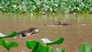 Anaconda Attack Caiman Amazing