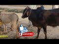 Funny Animal Mates, Cow Mating With Donkey, Cow Funny Video,  BULL KA GHADI PAR DIL AA GIA MUST SEE