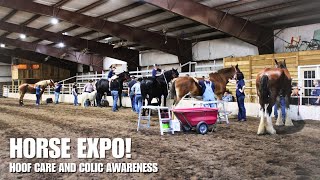 Everything Draft Horse Part 2 | Colic And Laminitis Prevention And Awareness!