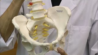 脊柱可動型モデル，女性骨盤仕様：動画