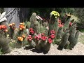 Joylene's cactus garden