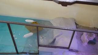 Otters Alessja 004