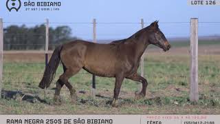 LOTE 126 - POTRANCAS CRIOULAS - LEILÃO VIRTUAL SÃO BIBIANO 2020