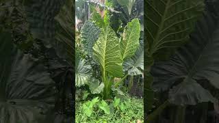 Indian Taro Colocasia Gigantea Or Elephant Ear Plant